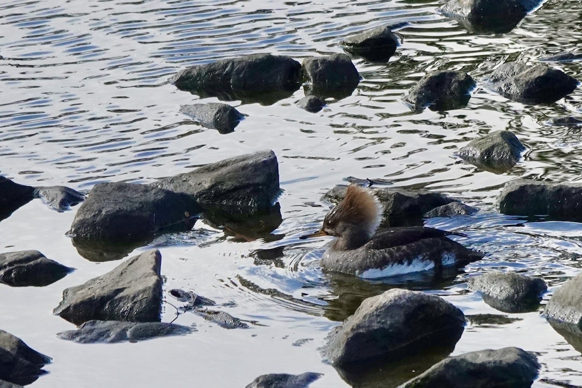 Hooded Merganser - ML417710581