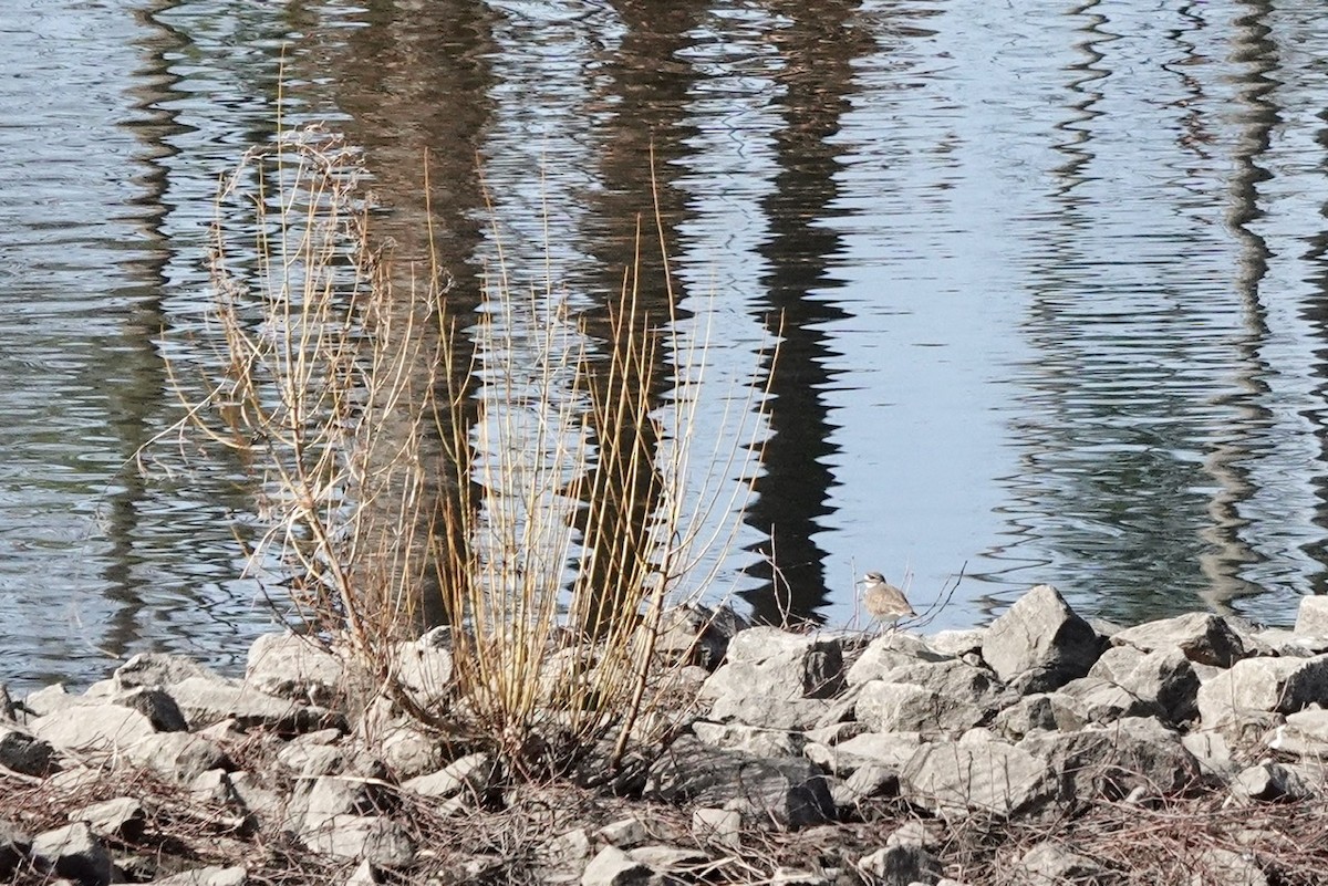 Killdeer - Fleeta Chauvigne