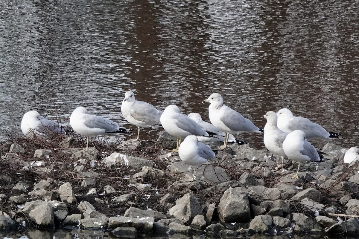 Ring-billed Gull - ML417711021