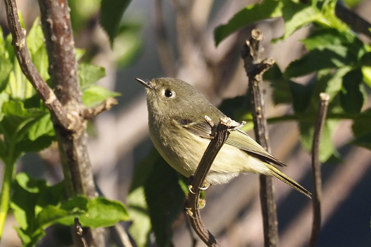 Ruby-crowned Kinglet - ML417711231