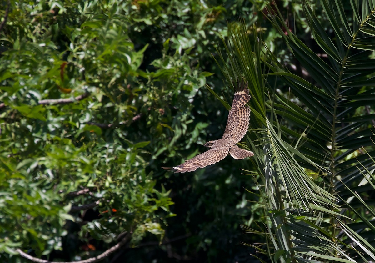 Swamp Nightjar - Ken Rosenberg