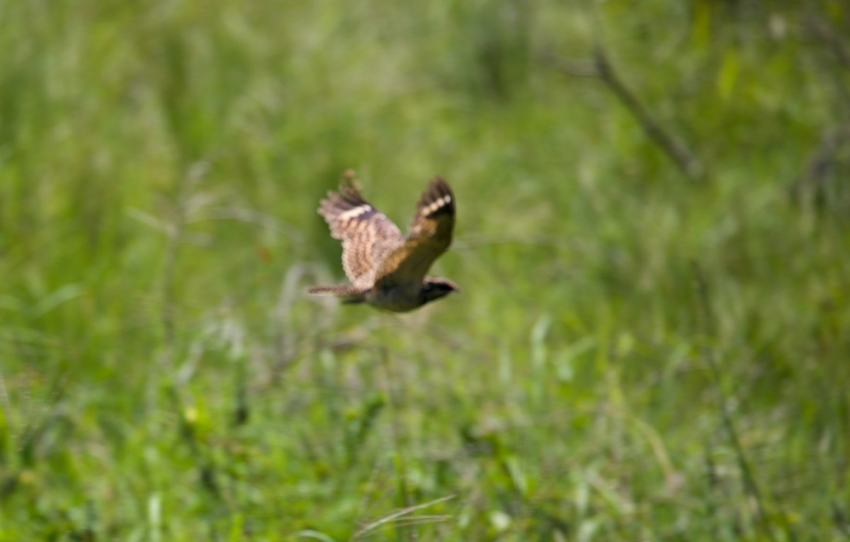 Swamp Nightjar - ML417711591