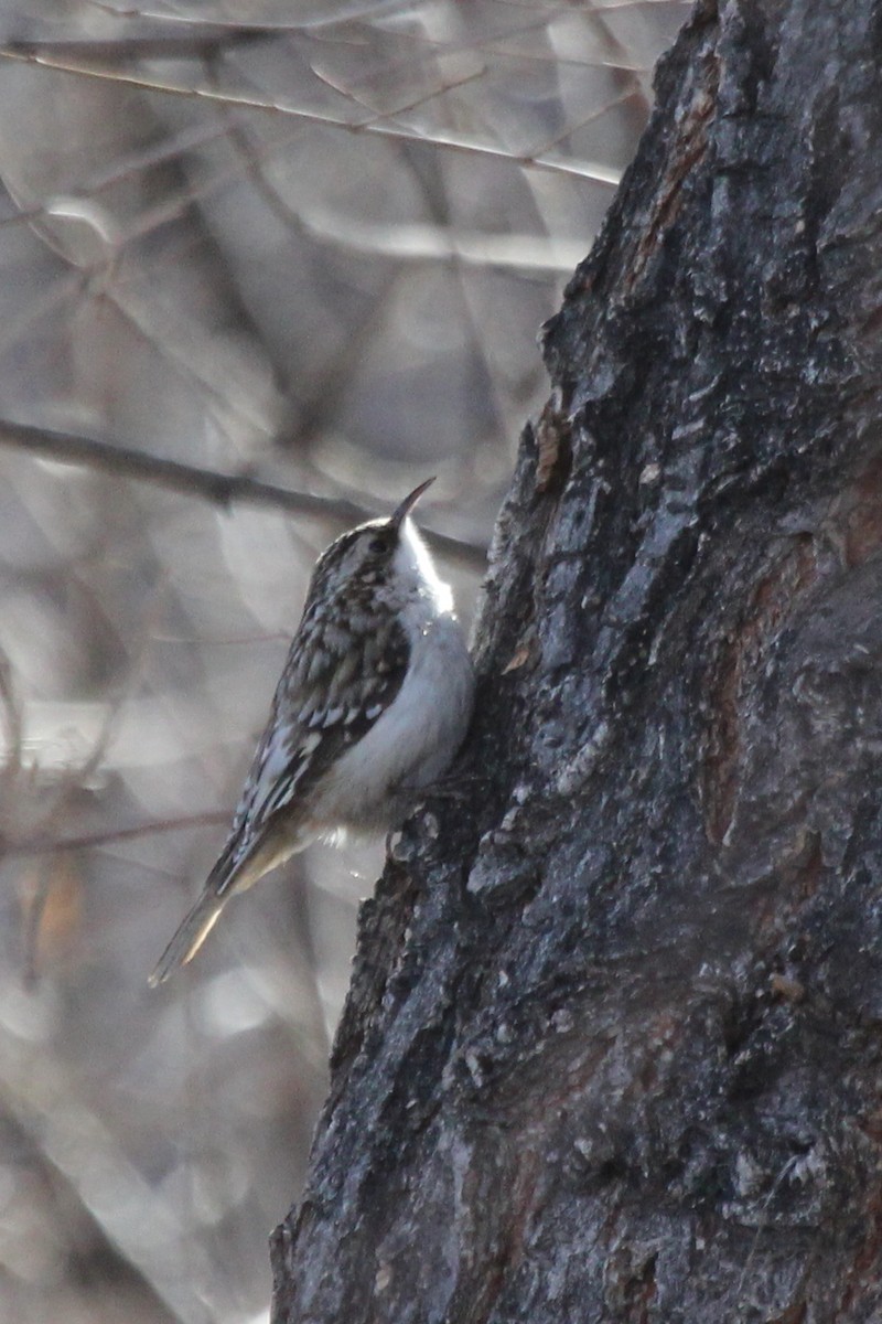 Brown Creeper - ML417713371