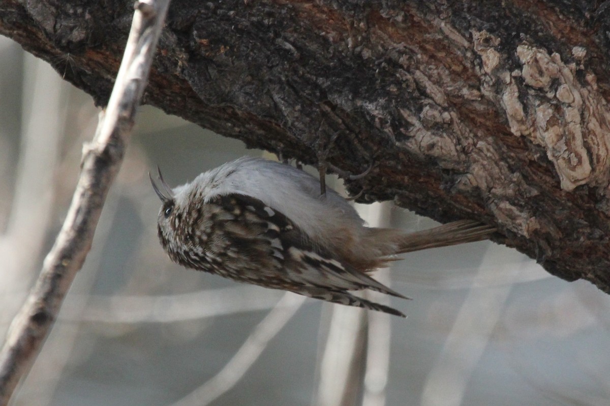 Brown Creeper - ML417713431