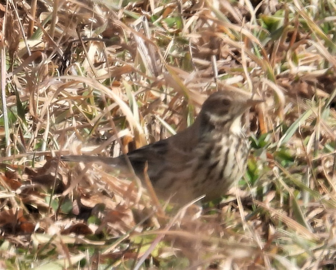 American Pipit - ML417715051