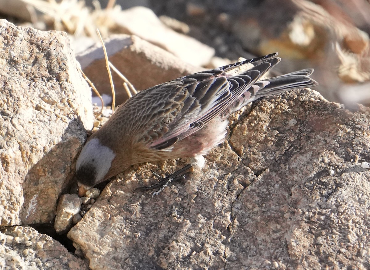 Gray-crowned Rosy-Finch - ML417715141