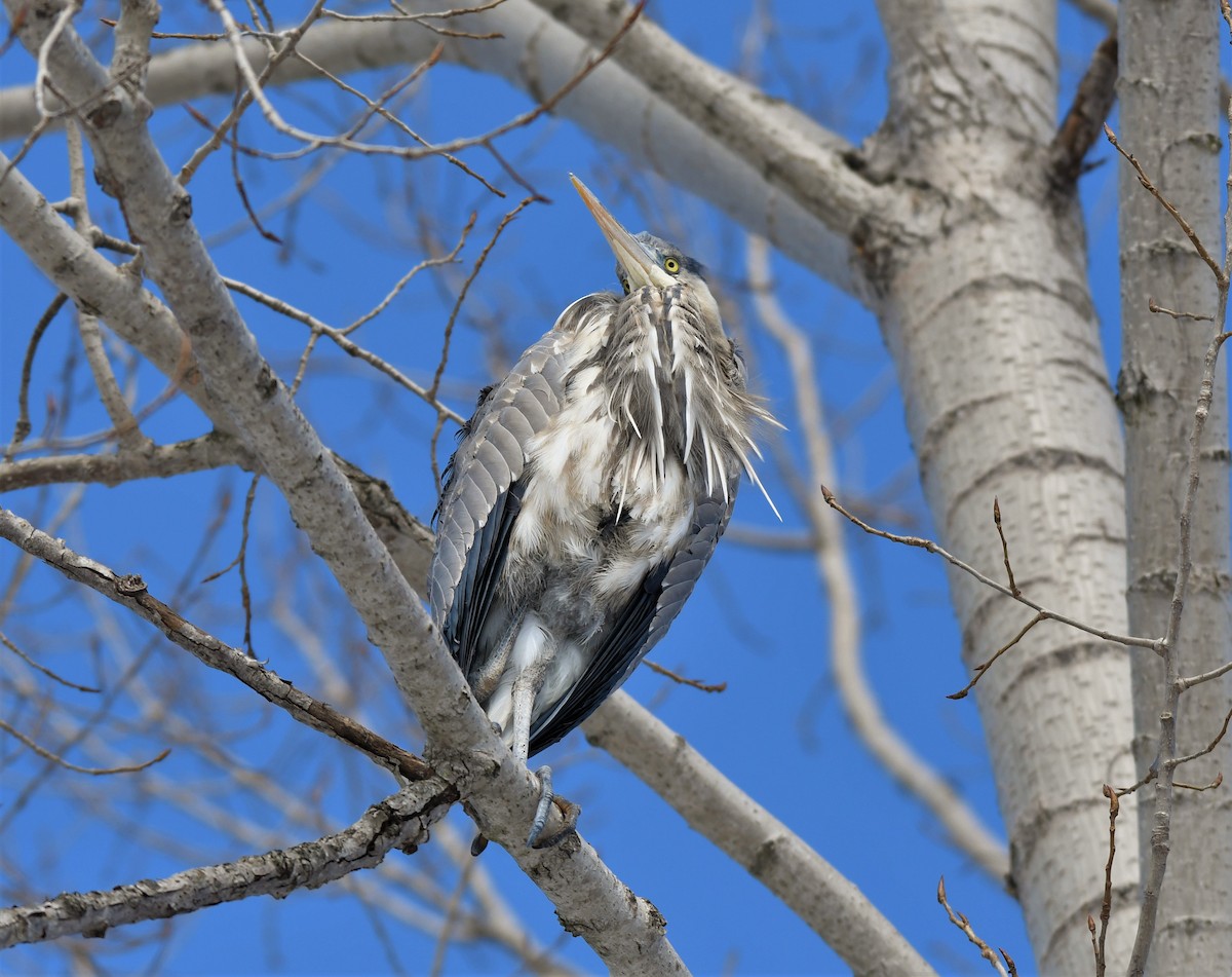 Great Blue Heron - Estela Quintero-Weldon