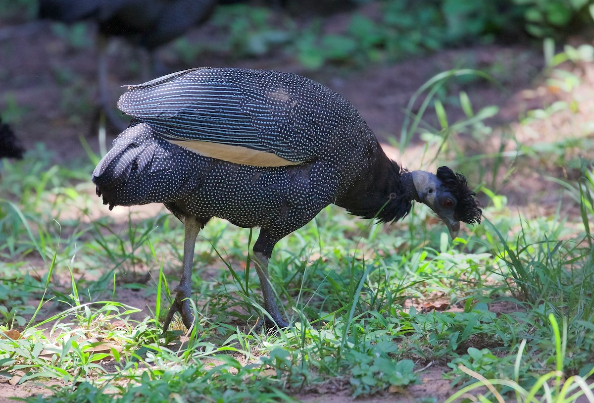 Southern Crested Guineafowl - Ken Rosenberg