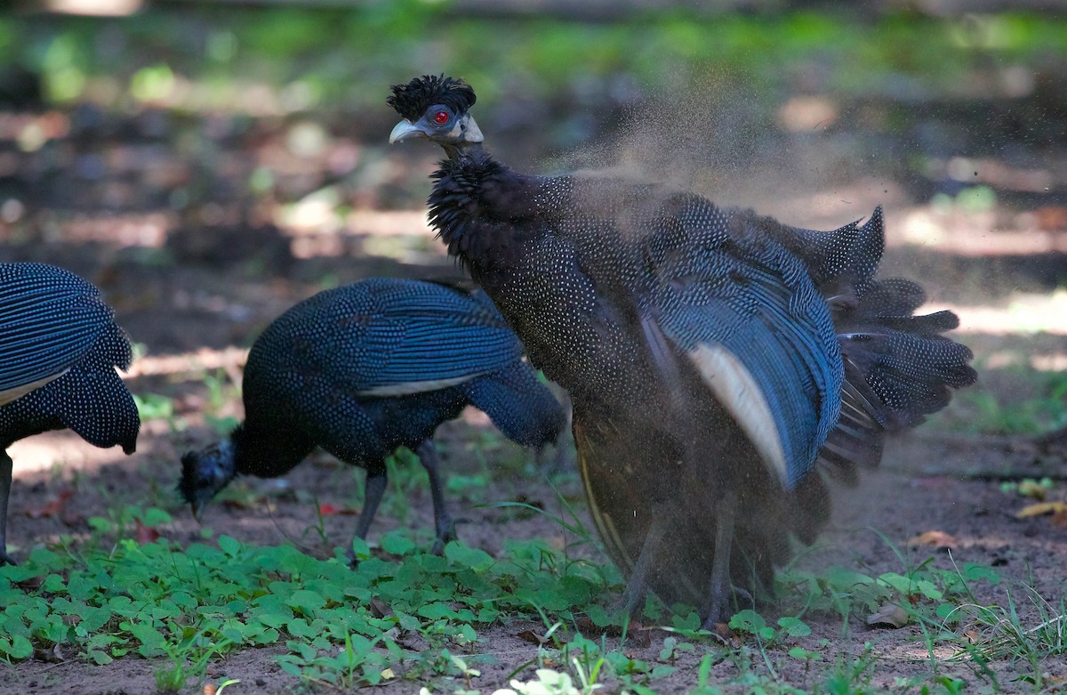 Southern Crested Guineafowl - Ken Rosenberg