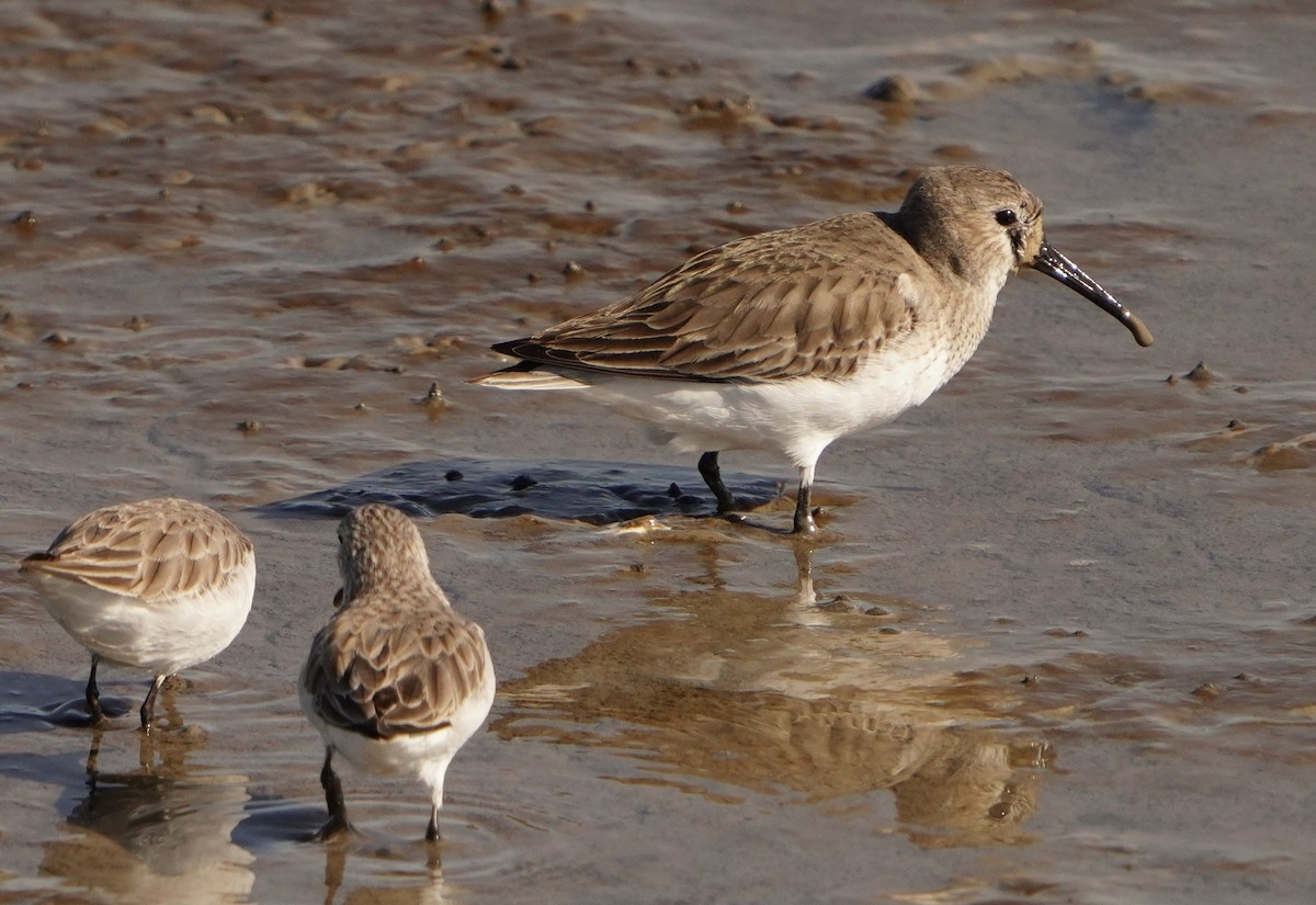 Dunlin - ML417716391