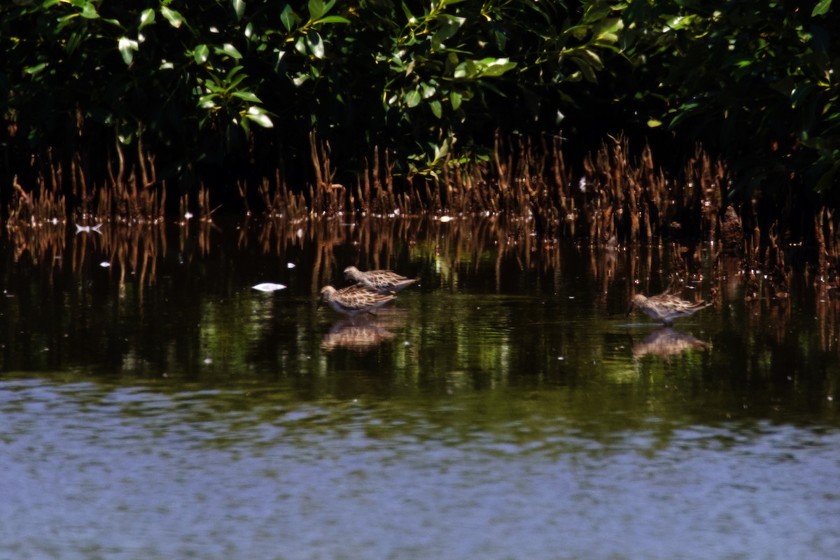 Sharp-tailed Sandpiper - ML417716521