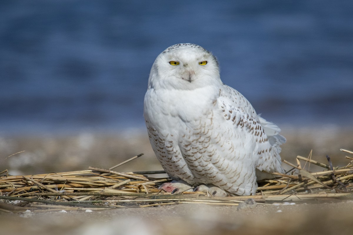 Snowy Owl - Jesse LeBlanc