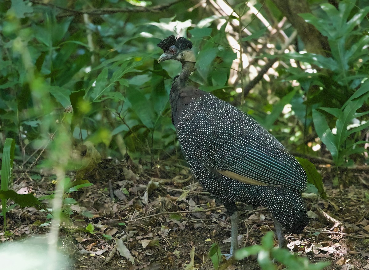 Southern Crested Guineafowl - Ken Rosenberg