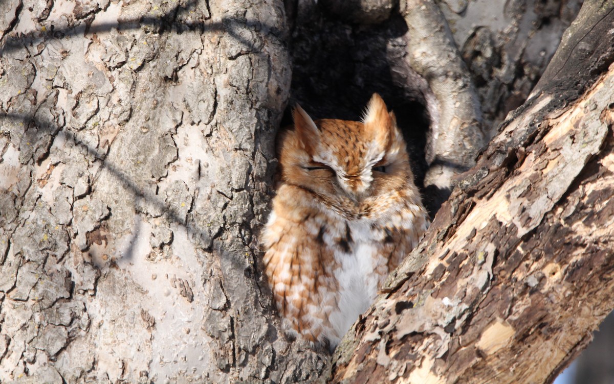 Eastern Screech-Owl - ML417718551