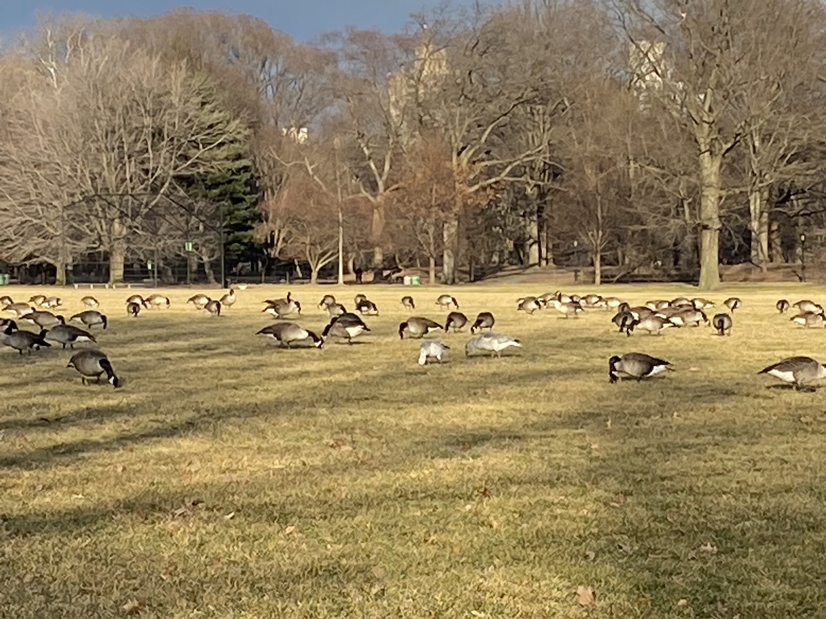 Snow Goose - ML417718811