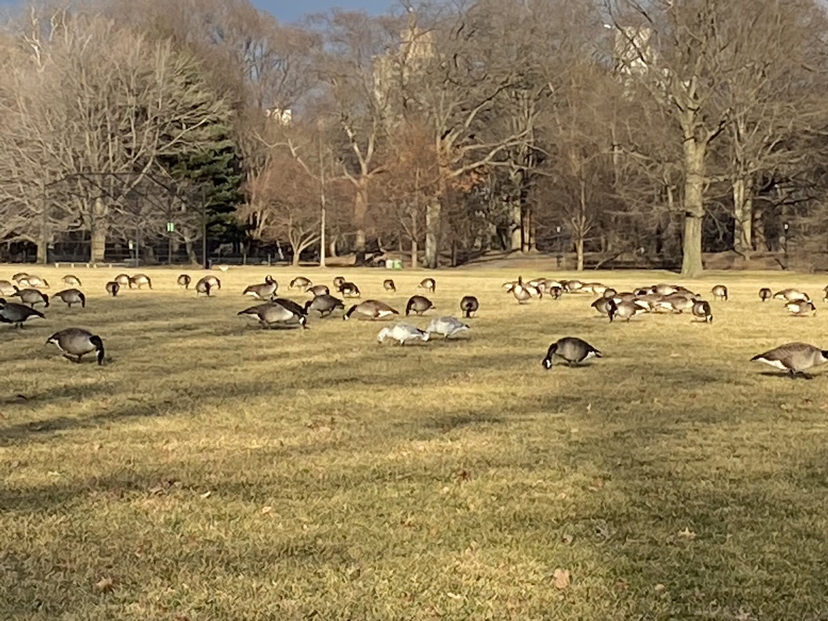 Snow Goose - ML417718831