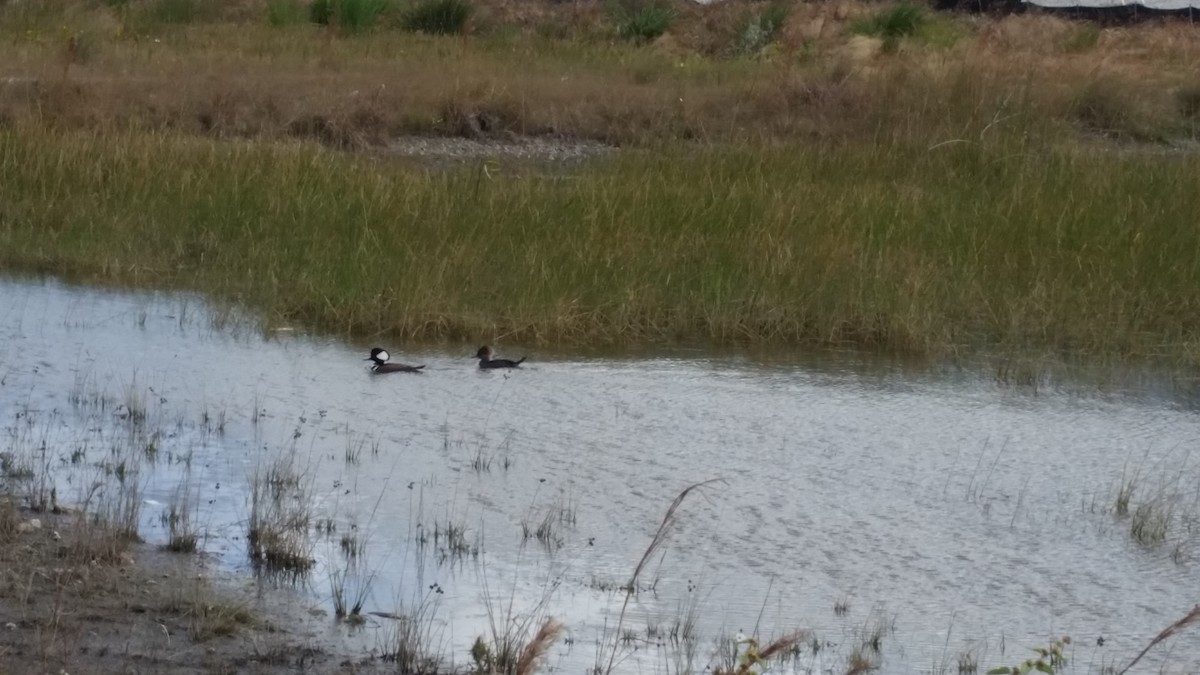 Hooded Merganser - ML41772221