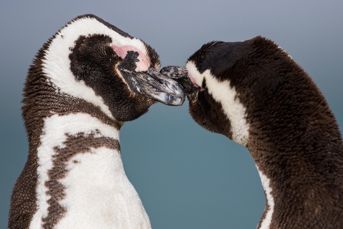 Magellanic Penguin - ML417723141