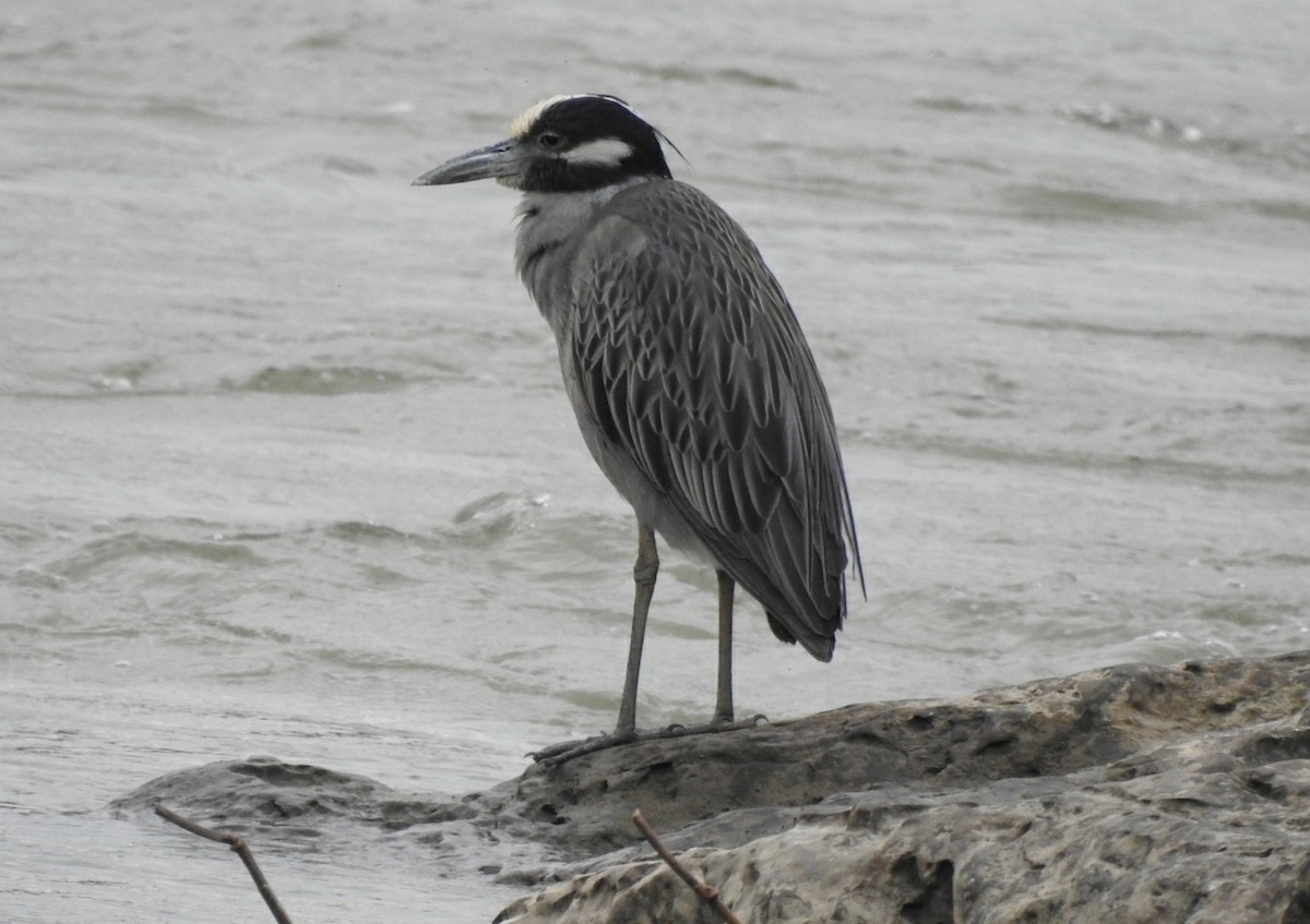 Yellow-crowned Night Heron - ML417723221