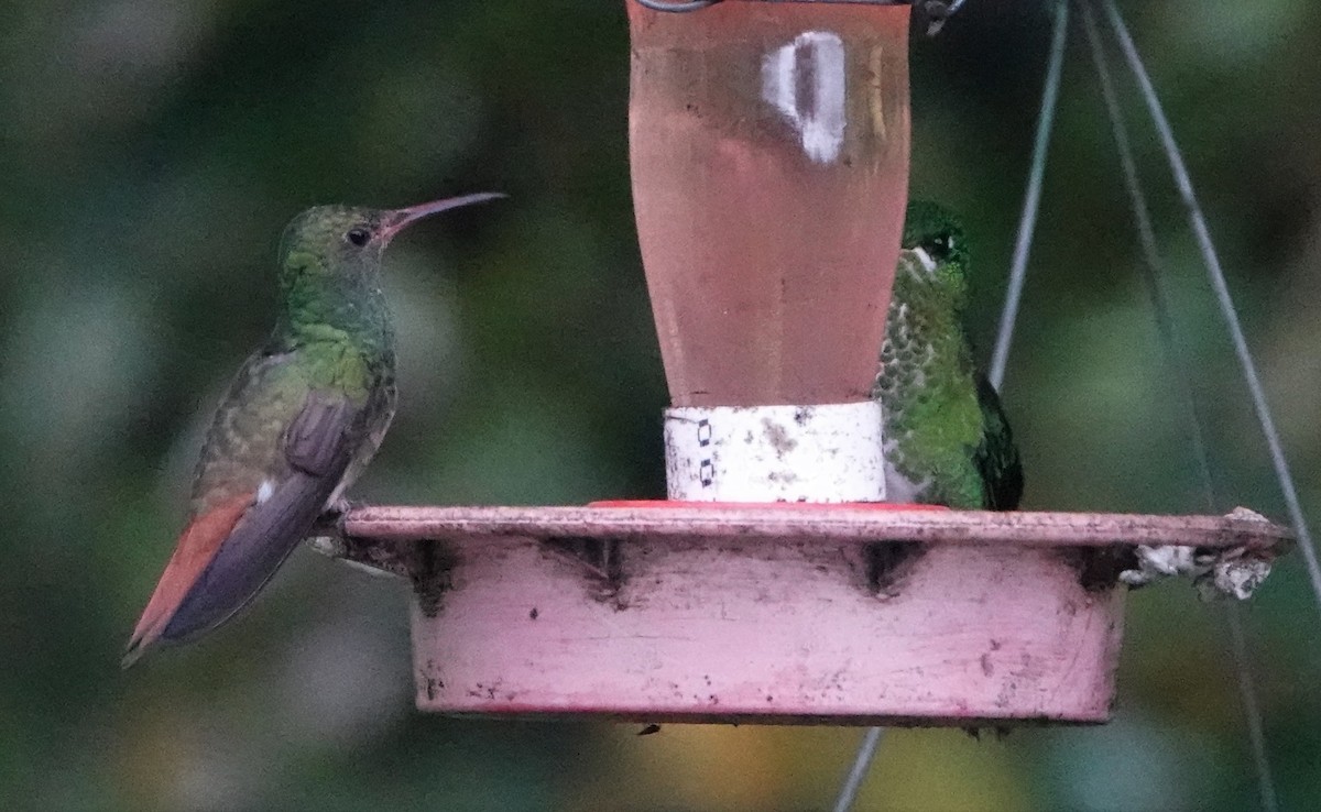 Rufous-tailed Hummingbird - ML417723881