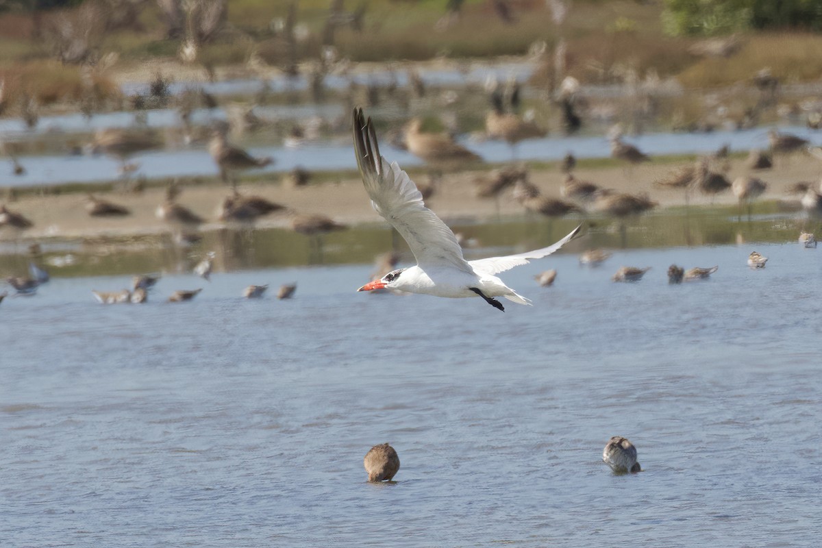 Caspian Tern - Dennis Devers