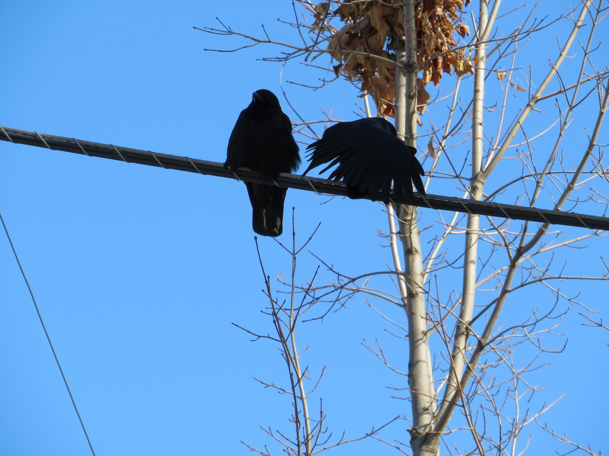 American Crow - ML417724451