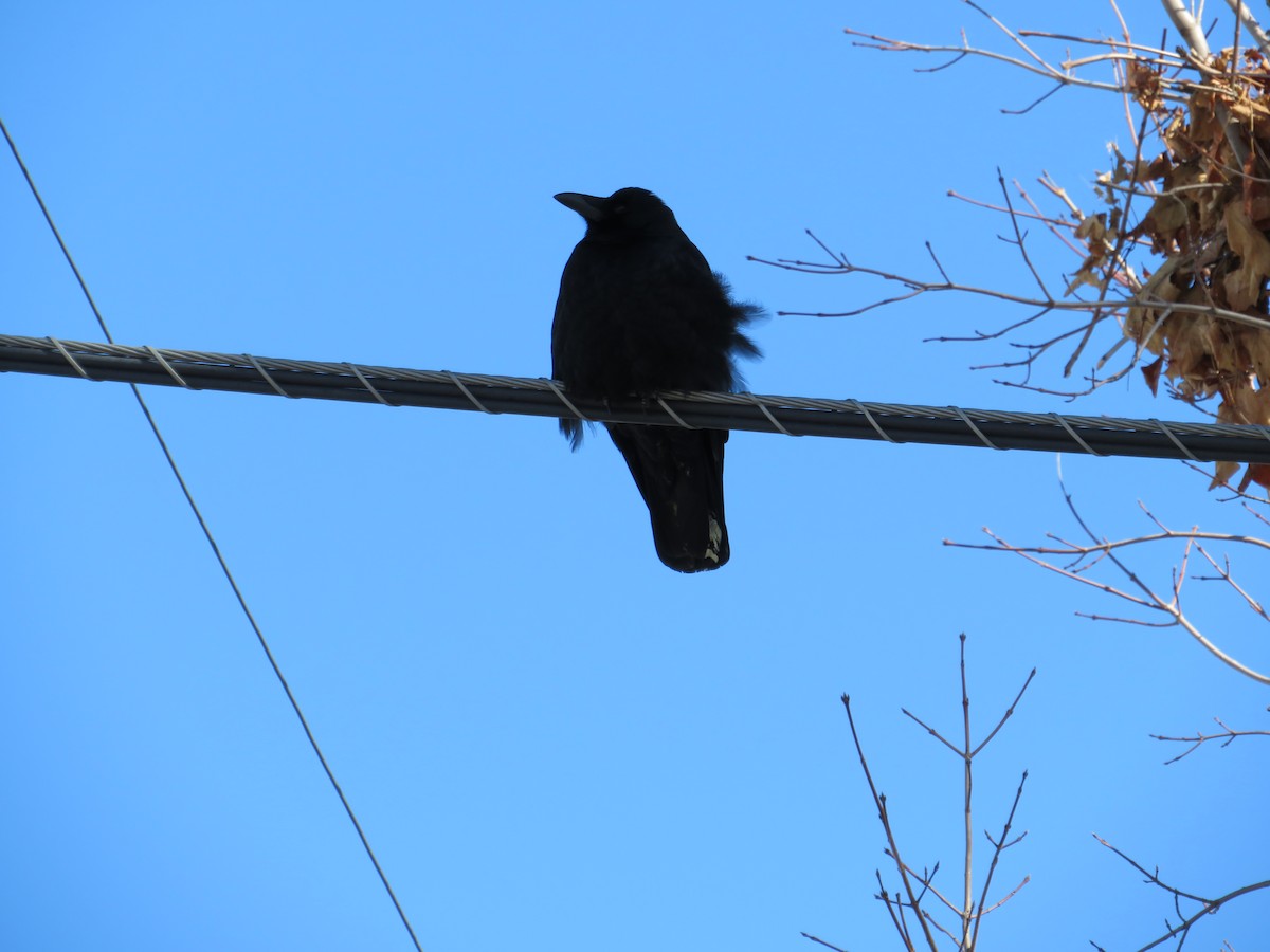 American Crow - ML417724461