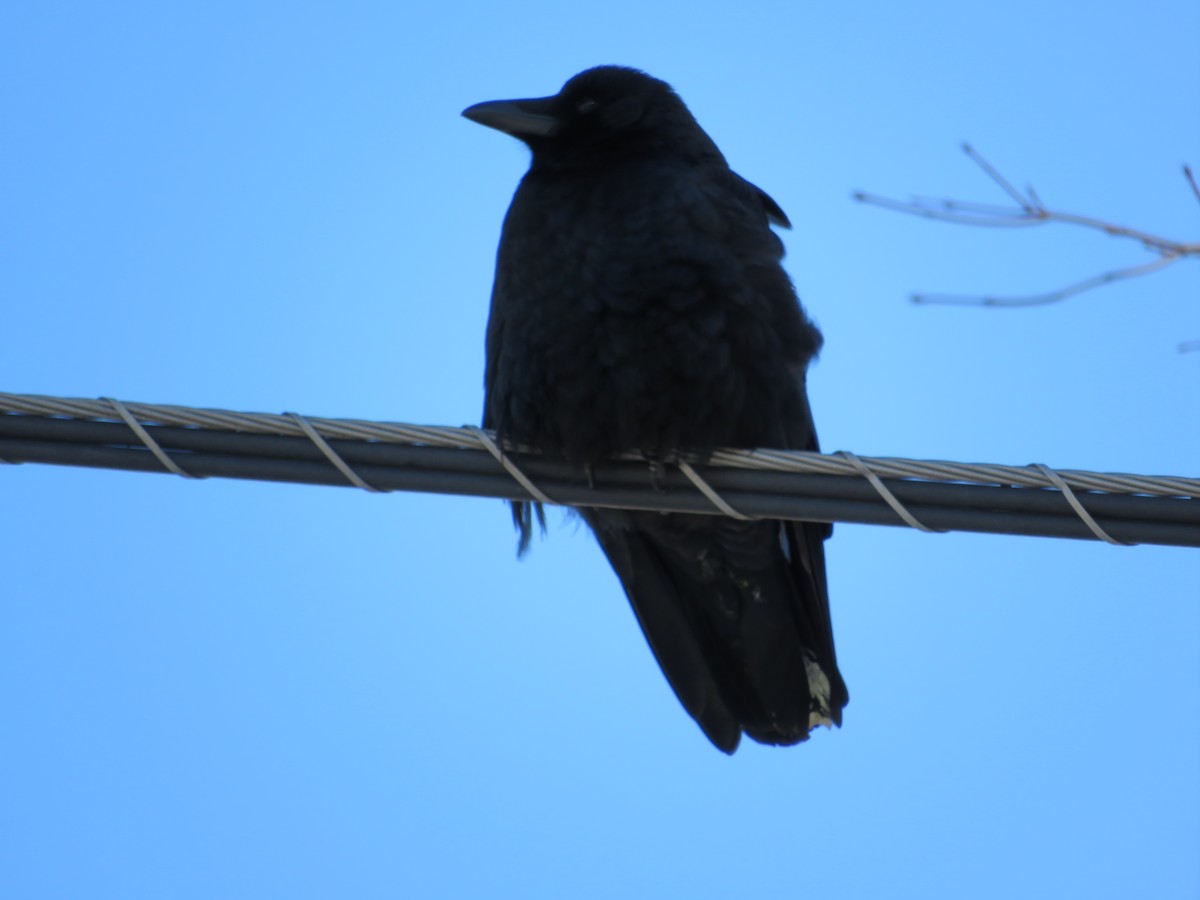 American Crow - ML417724471