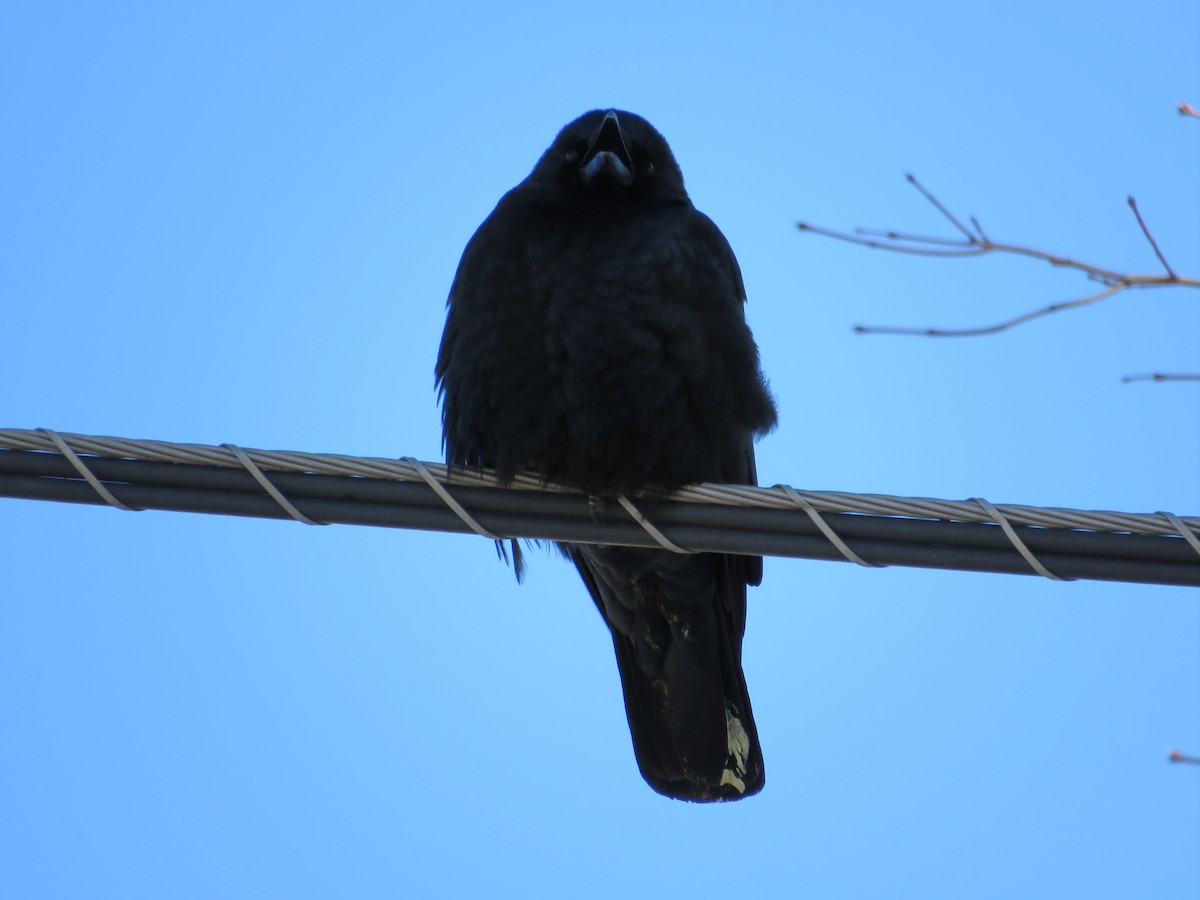 American Crow - ML417724481