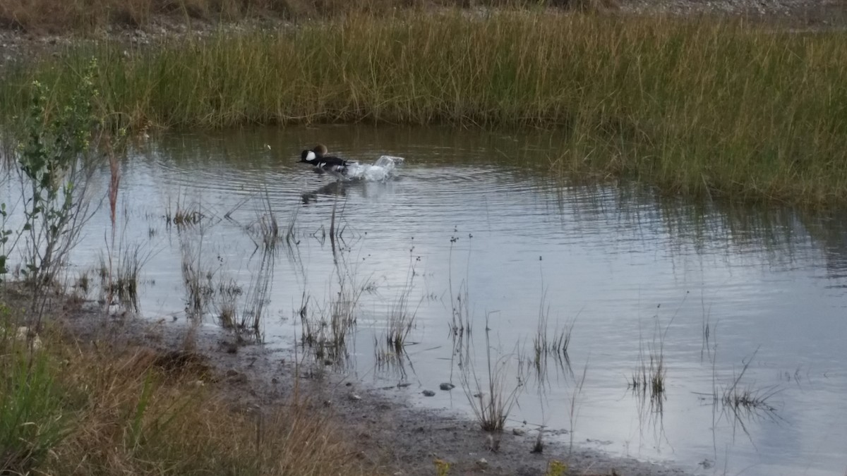 Hooded Merganser - ML41772451