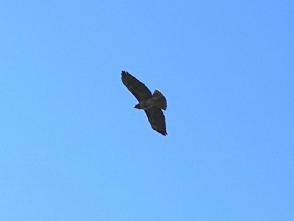 Red-tailed Hawk - ML417724561