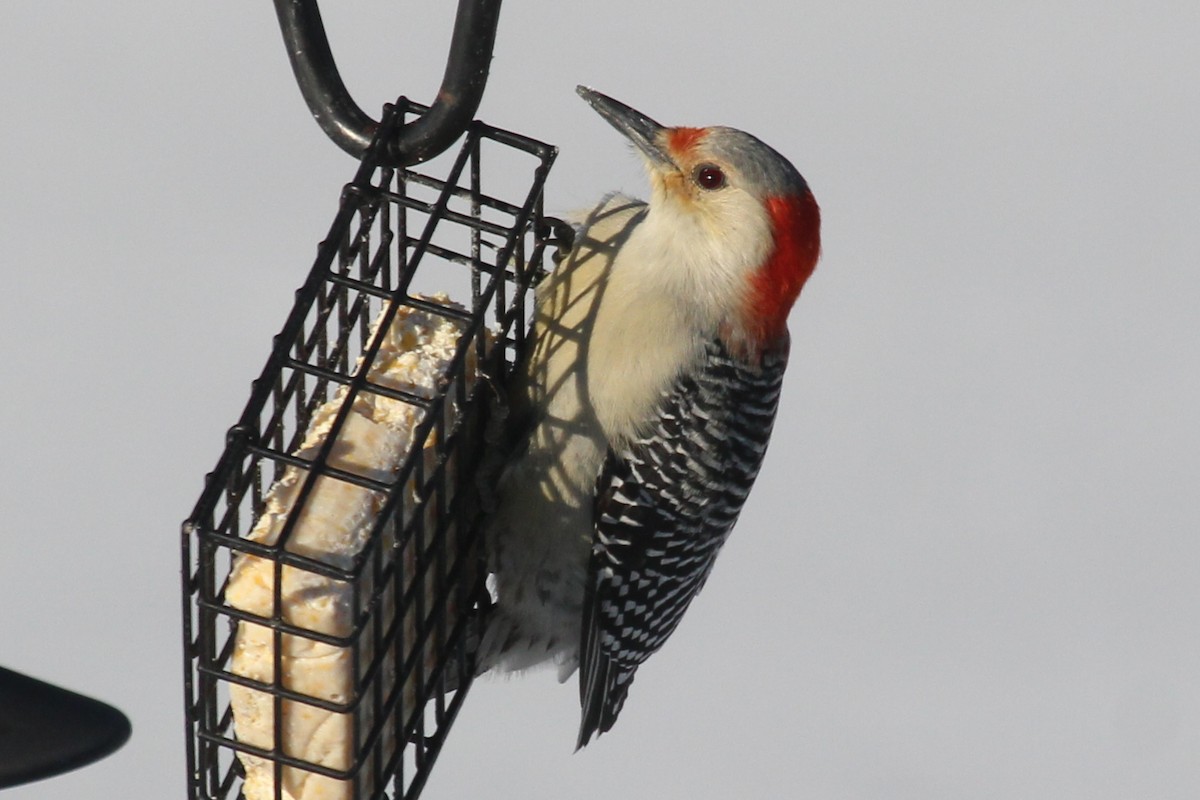 Red-bellied Woodpecker - ML417725401