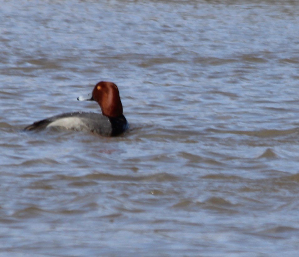 Redhead - ML417725751