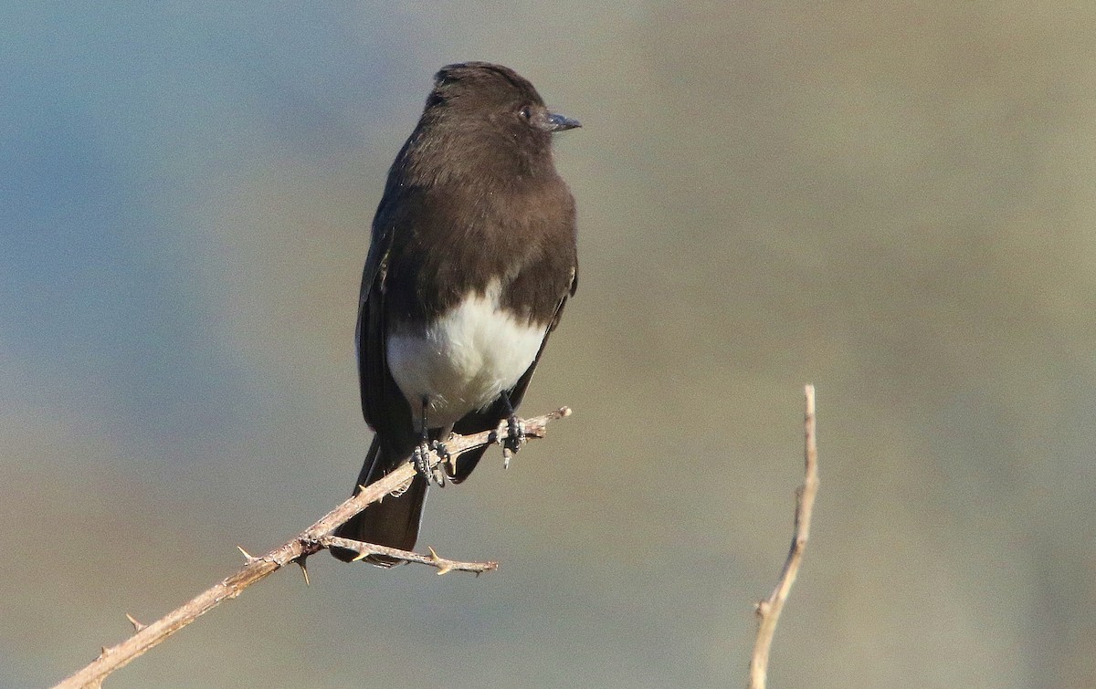 Black Phoebe - ML417725871