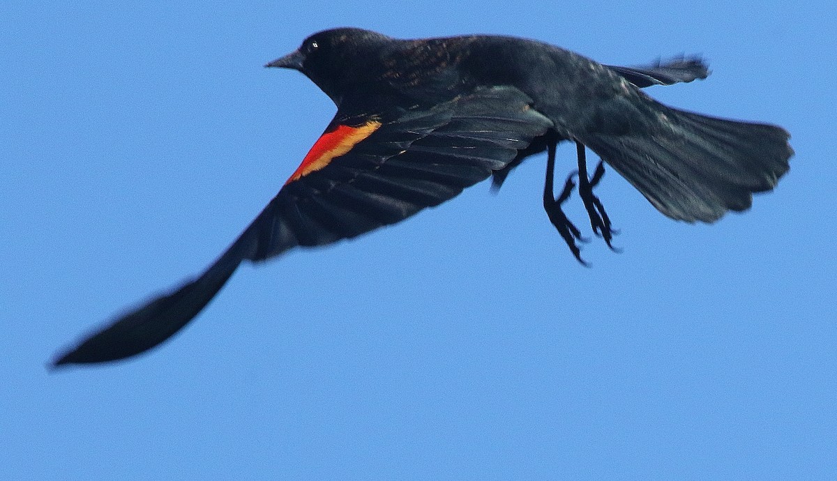 Red-winged Blackbird - ML417726241