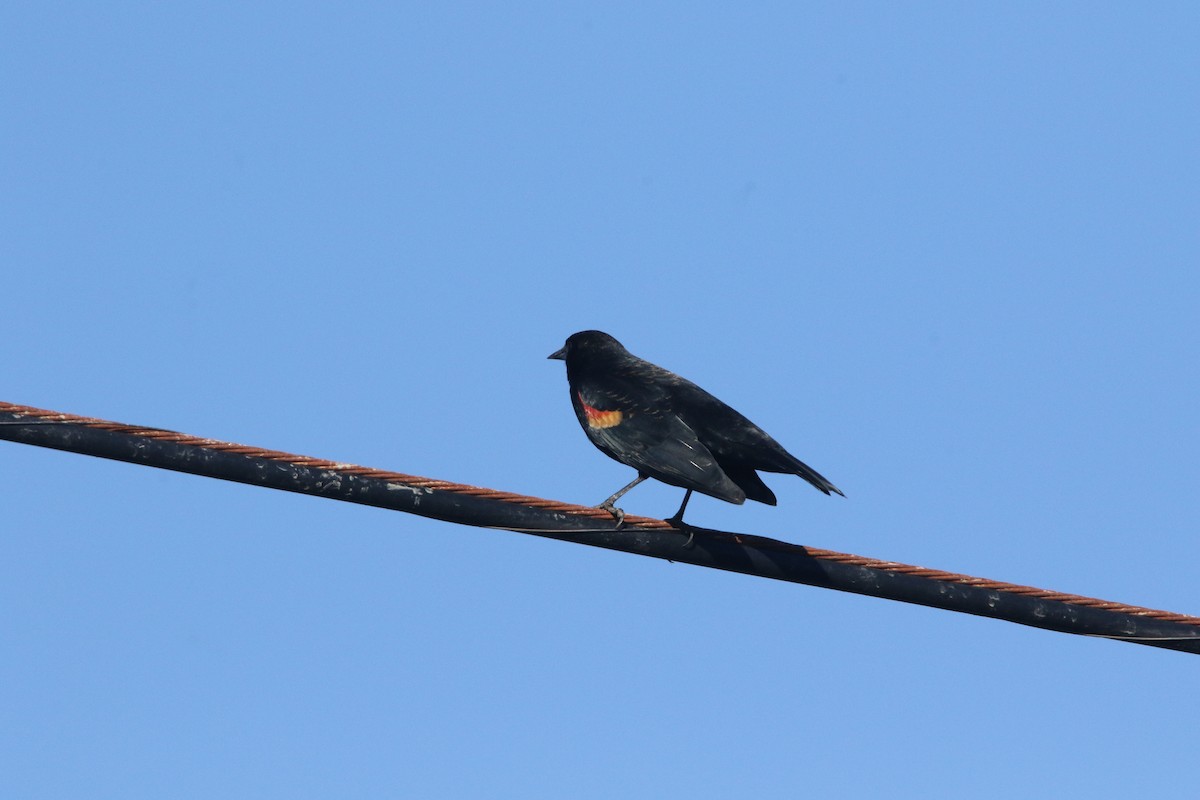 Red-winged Blackbird - ML417726261