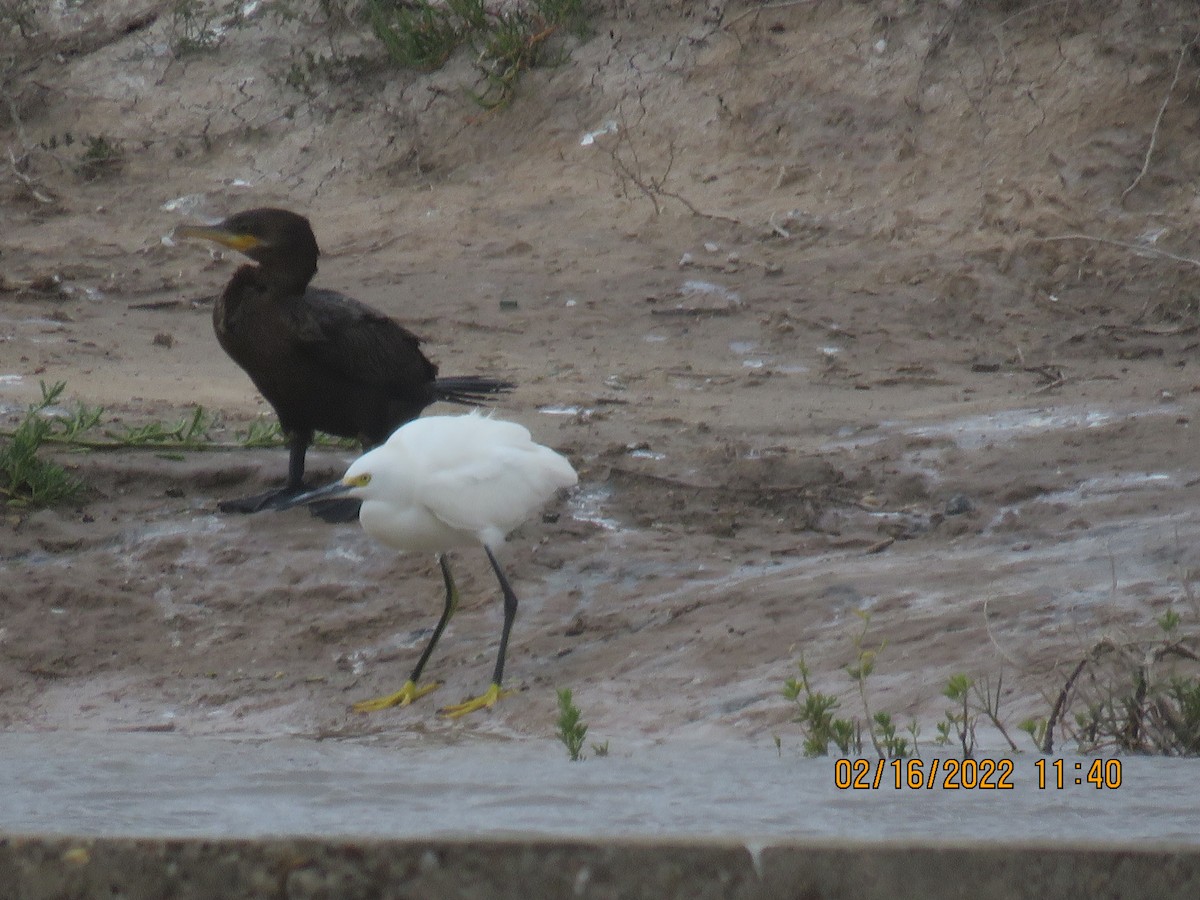 Snowy Egret - ML417727471