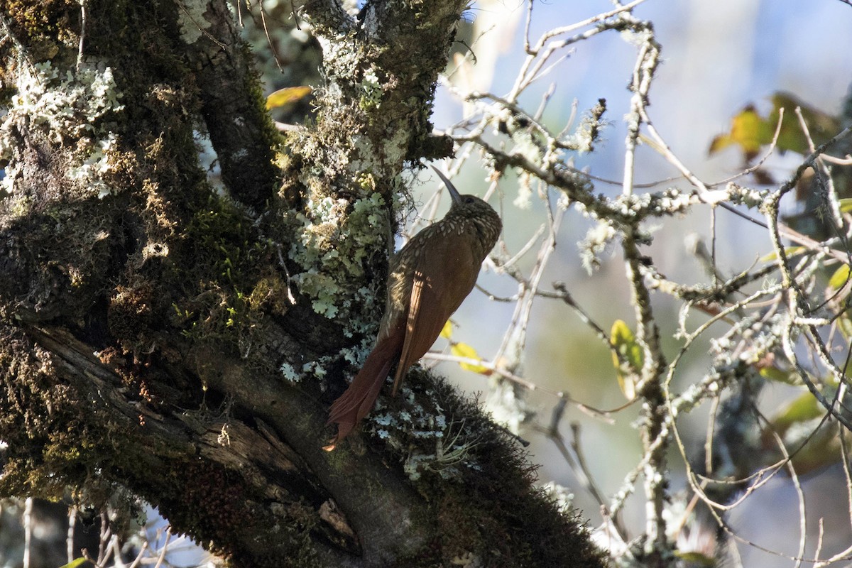 Spot-crowned Woodcreeper - Ryan Shaw