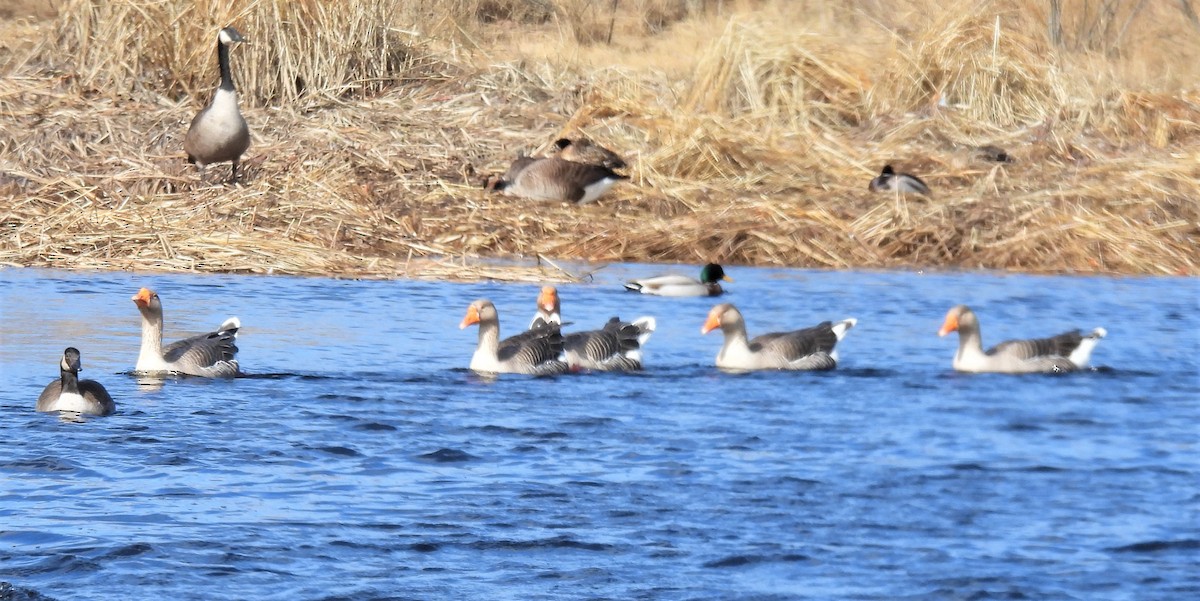 Domestic goose sp. (Domestic type) - ML417728731