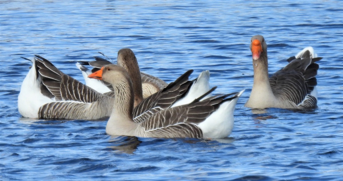 Domestic goose sp. (Domestic type) - ML417729291