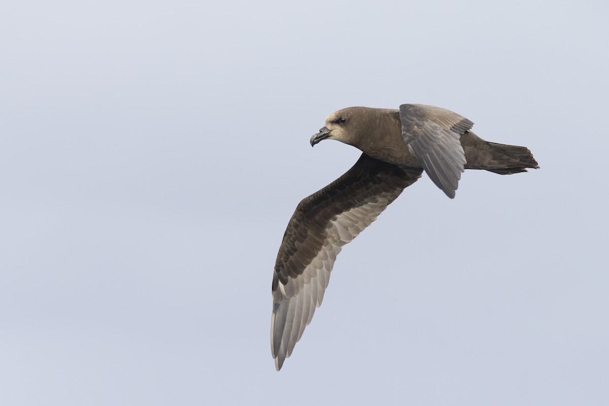 Gray-faced Petrel - Timothy Paasila