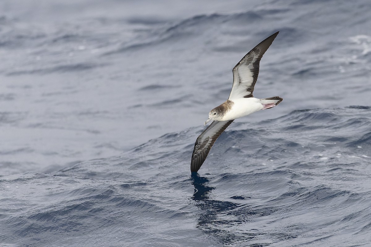 Streaked Shearwater - ML417730061