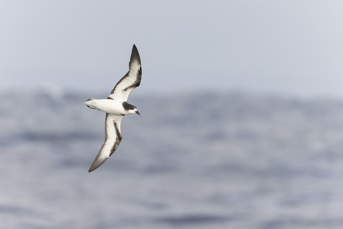 Gould's Petrel - Timothy Paasila