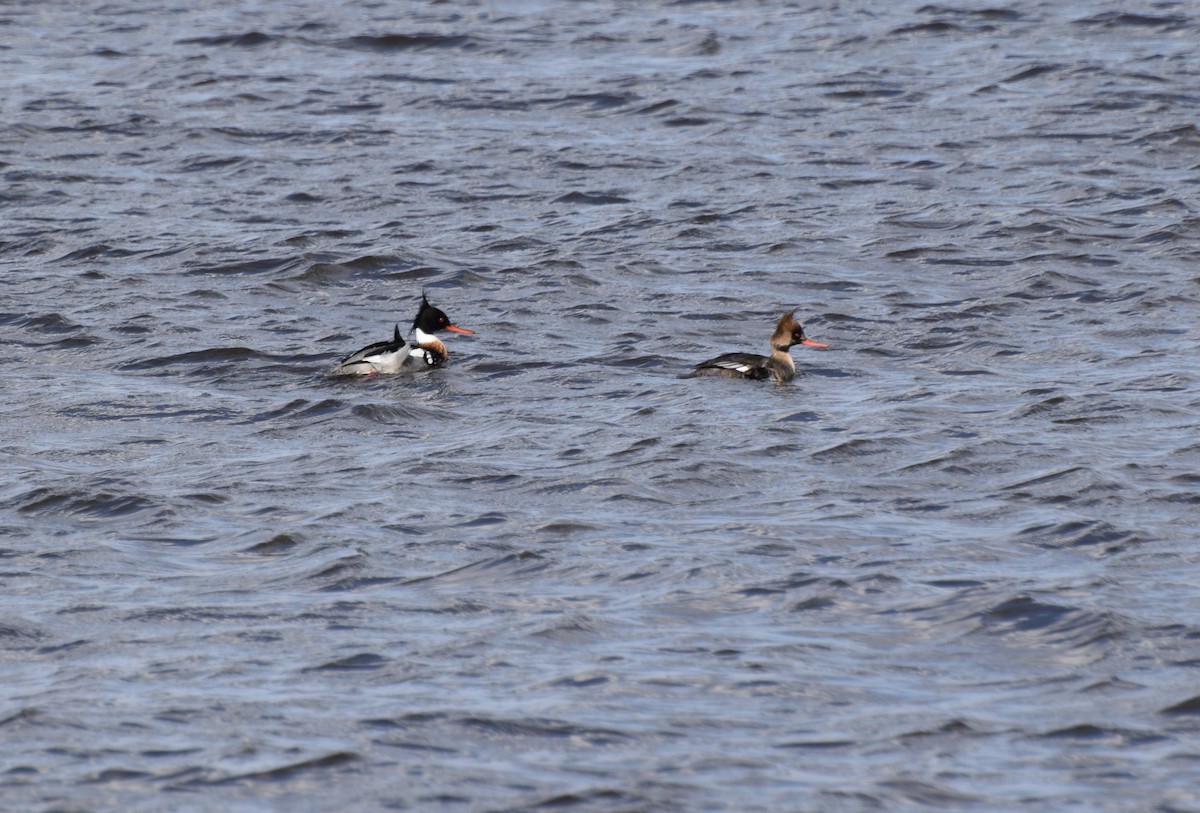 Red-breasted Merganser - ML417734151