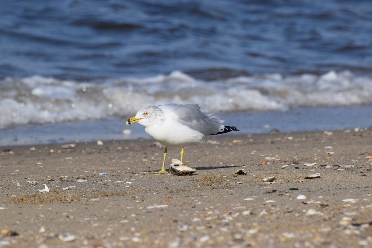 Ring-billed Gull - ML417734651