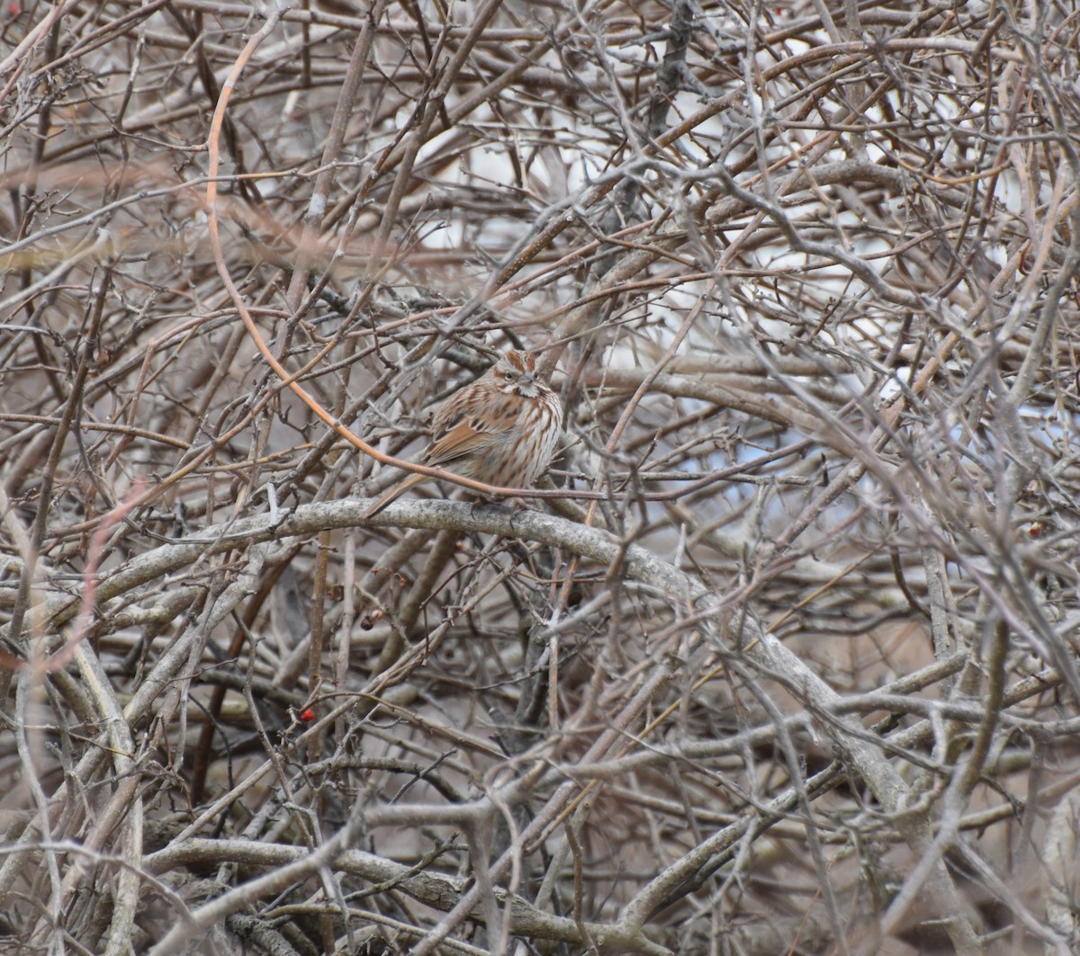 Song Sparrow - ML417734891