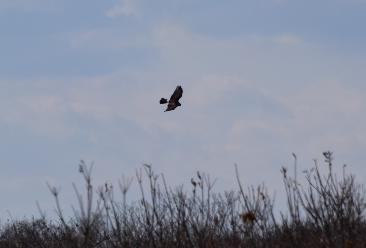 Aguilucho de Hudson - ML417735101