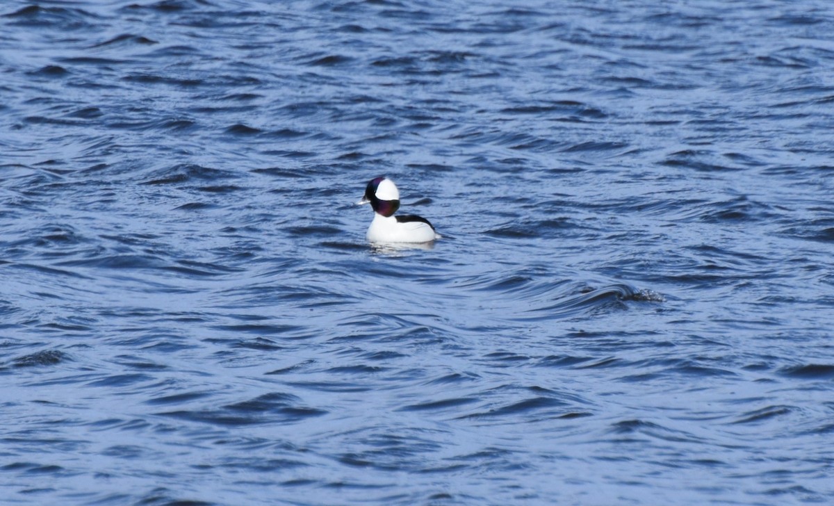 Bufflehead - Will Mahoney