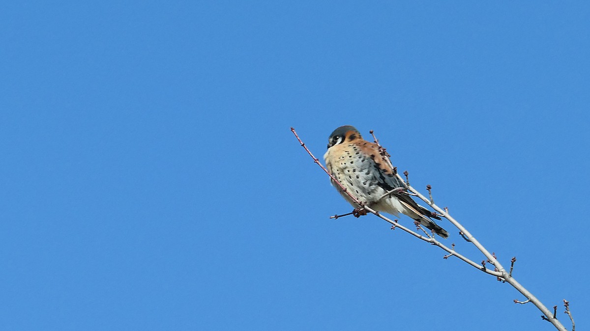 American Kestrel - ML417737451