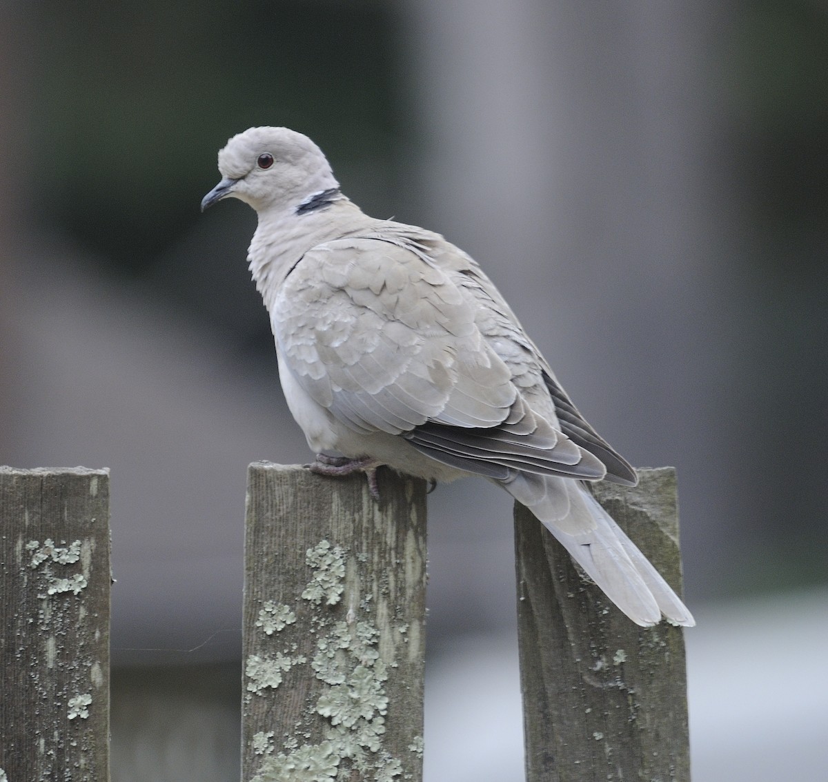 Eurasian Collared-Dove - Leslie Scopes Anderson